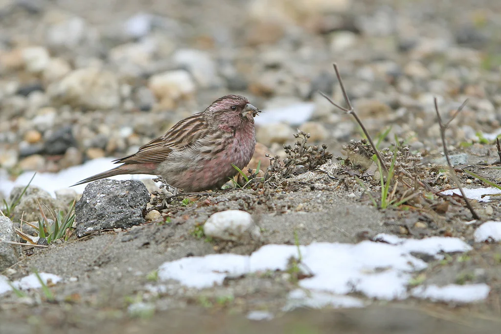 红眉朱雀(Carpodacus pulcherrimus)
