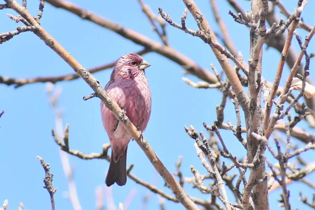 红腰朱雀(Carpodacus rhodochlamys)