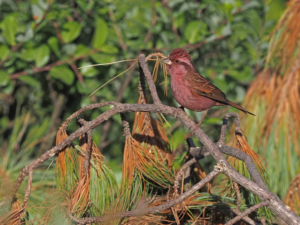 玫红眉朱雀(Carpodacus rodochroa)