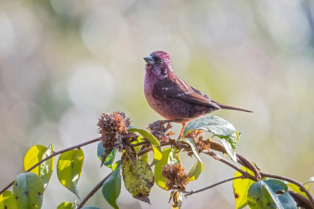喜山点翅朱雀(Carpodacus rodopeplus)