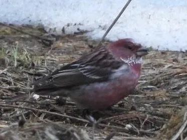 北朱雀(Carpodacus roseus)