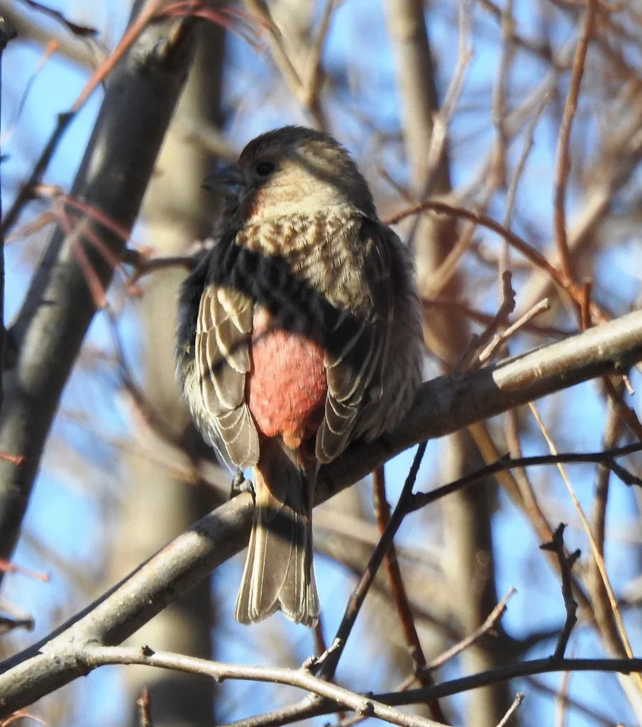 北朱雀(Carpodacus roseus)