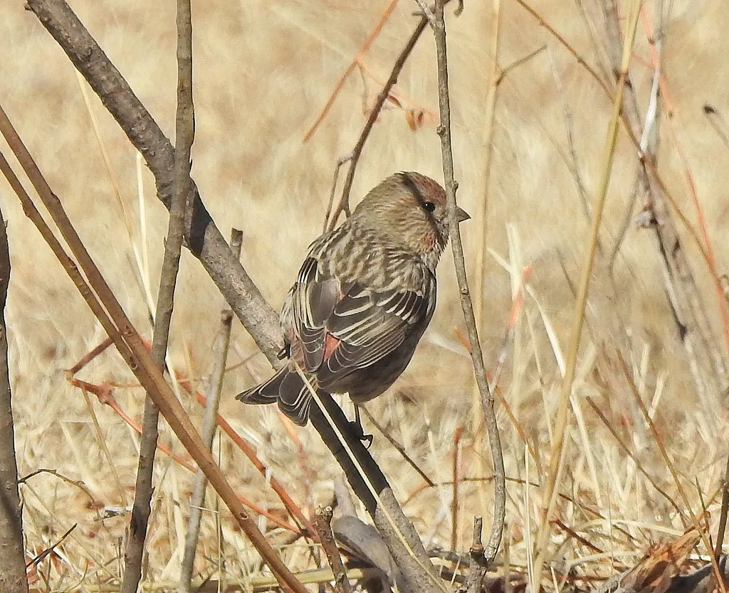 北朱雀(Carpodacus roseus)