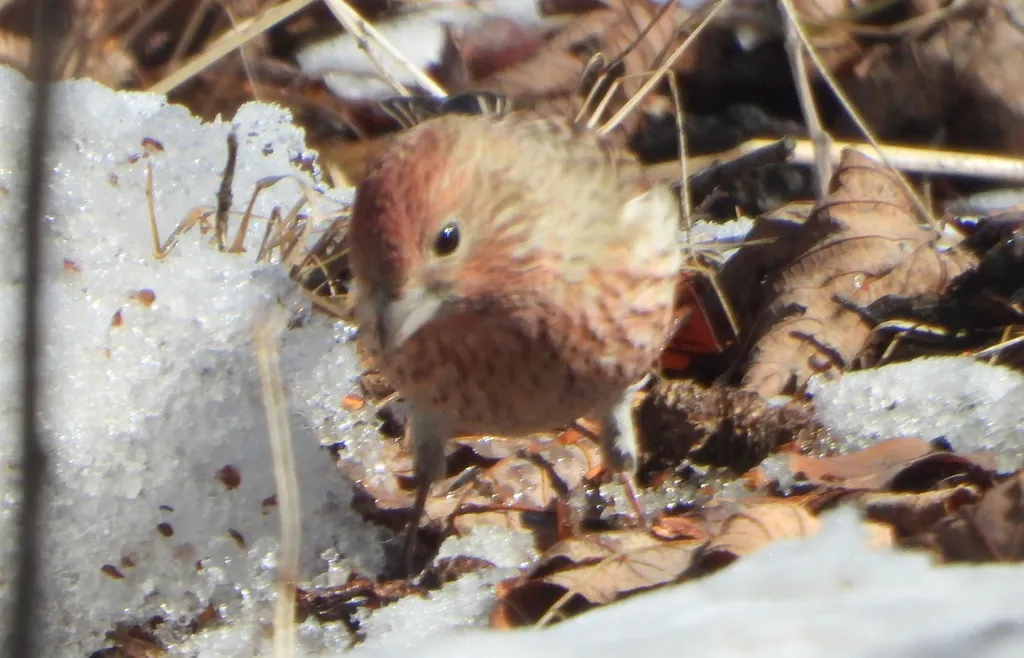 北朱雀(Carpodacus roseus)