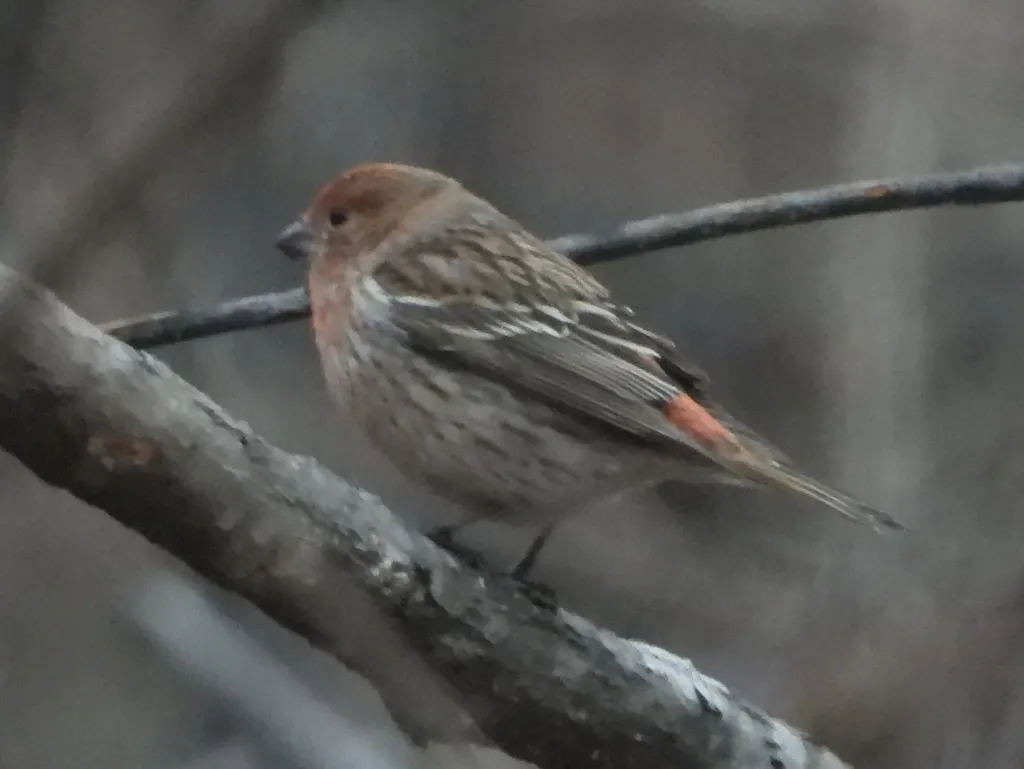 北朱雀(Carpodacus roseus)