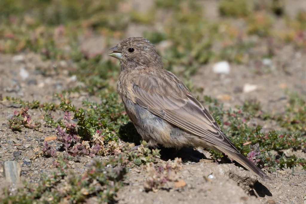 大朱雀(Carpodacus rubicilla)