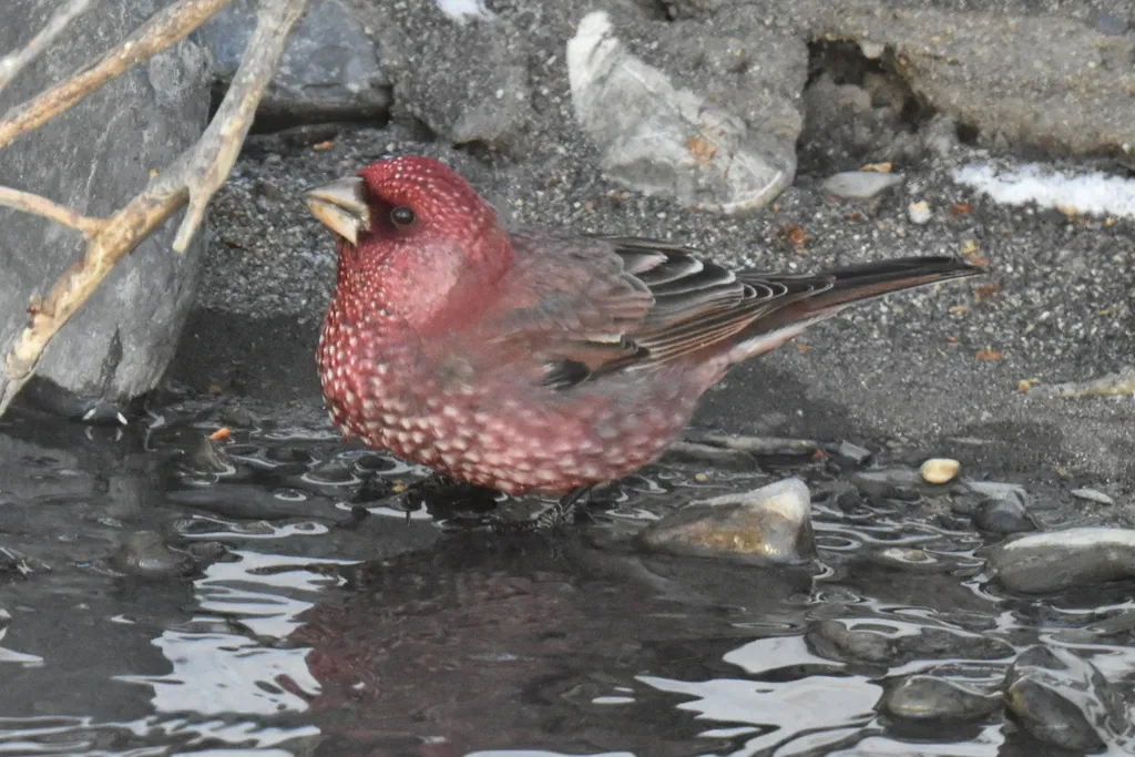 大朱雀(Carpodacus rubicilla)