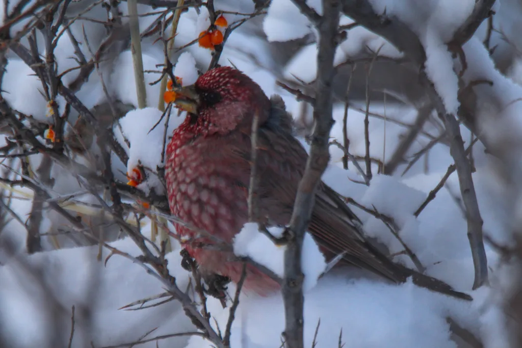 大朱雀(Carpodacus rubicilla)