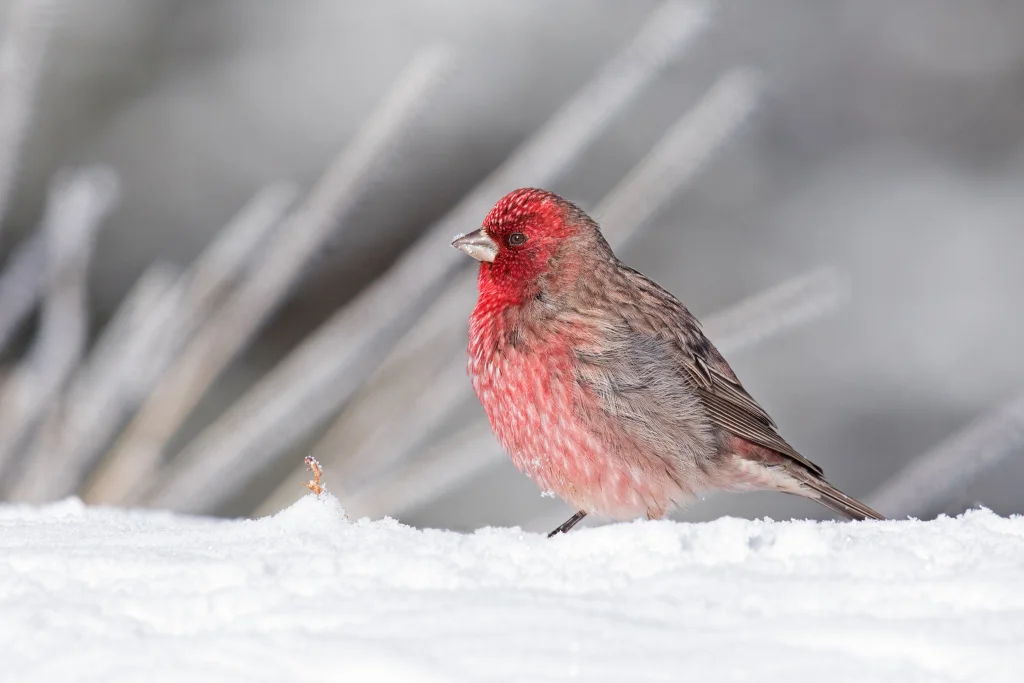 拟大朱雀（Carpodacus rubicilloides）