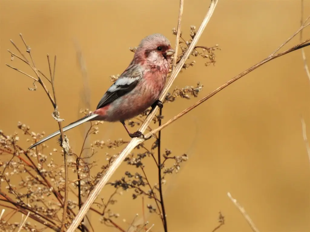 长尾雀(Carpodacus sibiricus)
