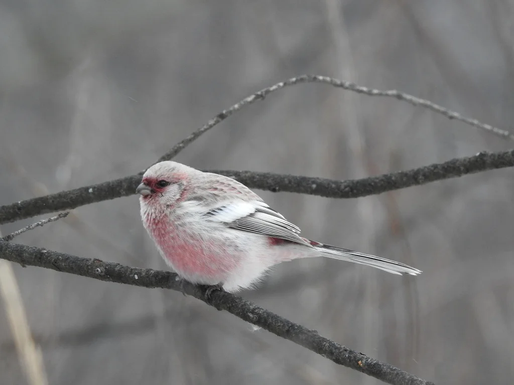 长尾雀(Carpodacus sibiricus)
