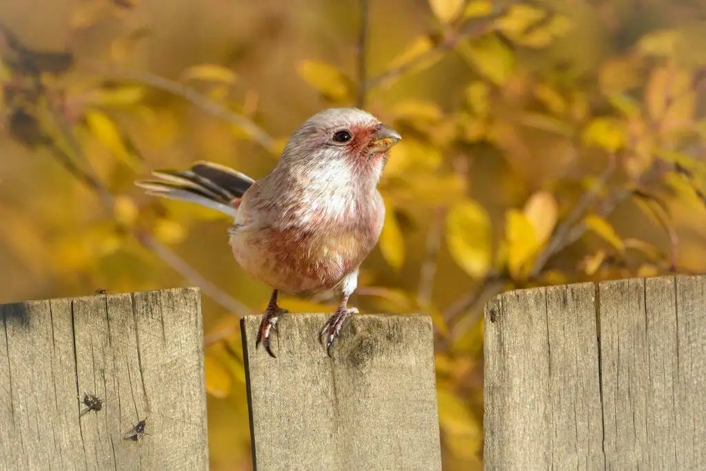 长尾雀(Carpodacus sibiricus)