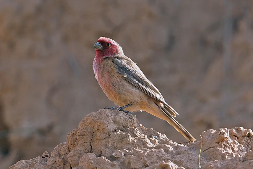 沙色朱雀(Carpodacus stoliczkae)