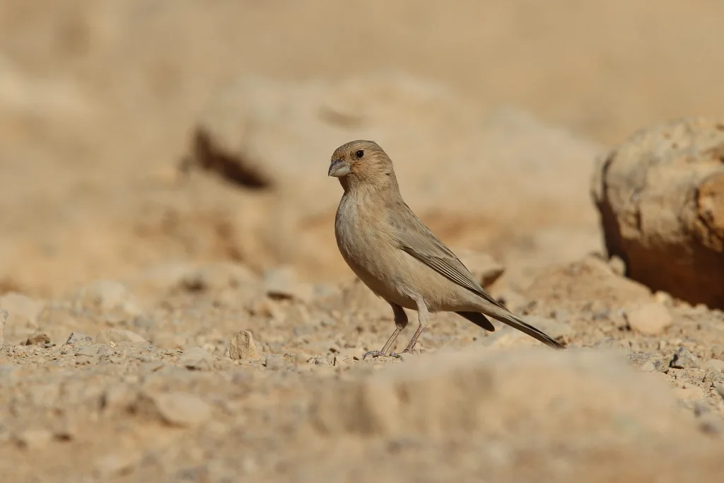 西沙色朱雀(Carpodacus synoicus)