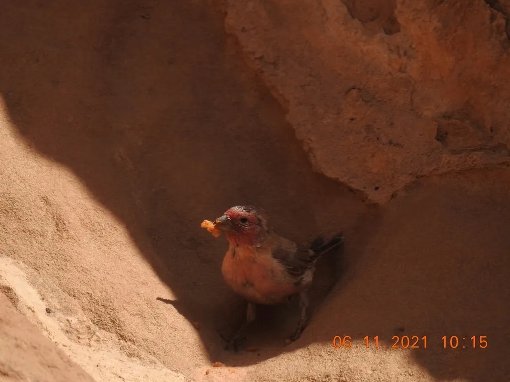 西沙色朱雀(Carpodacus synoicus)