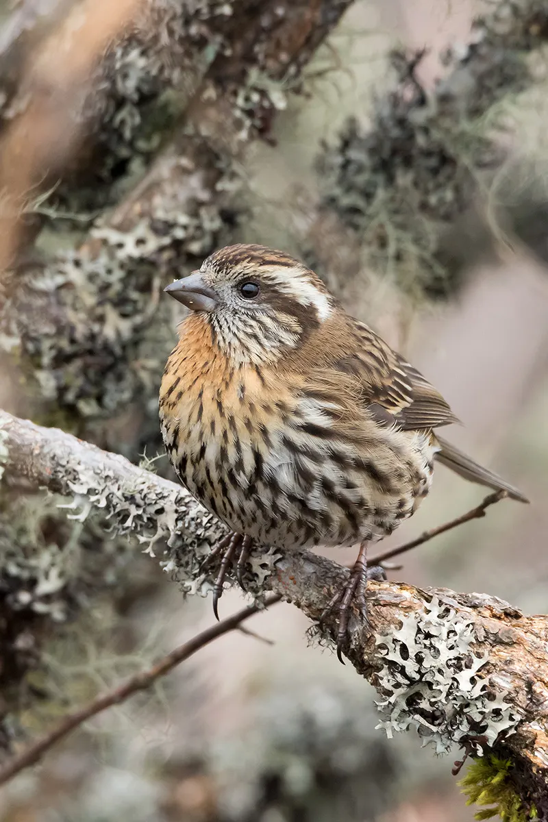 喜山白眉朱雀(Carpodacus thura)