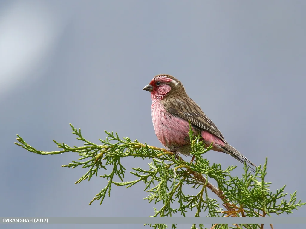 喜山白眉朱雀(Carpodacus thura)