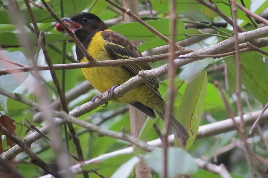 冠食果伞鸟(Carpornis cucullata)