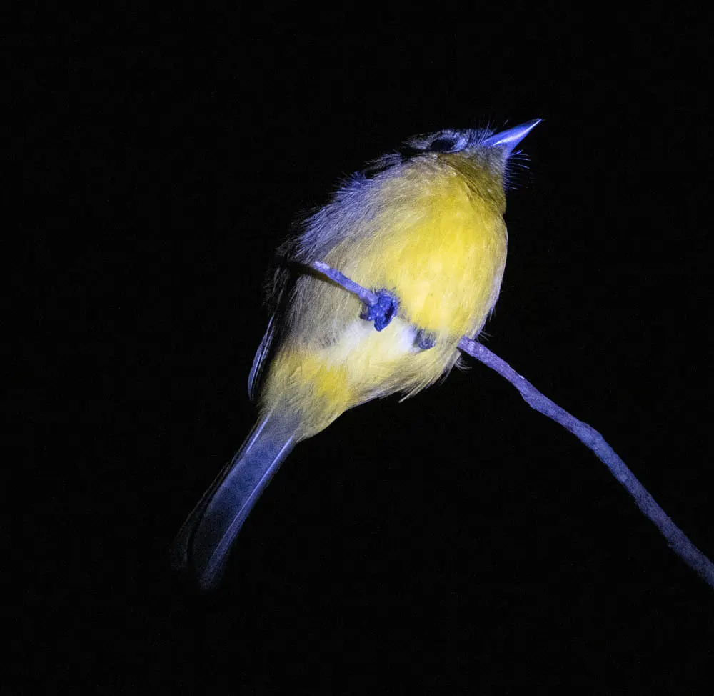 金王鹟(Carterornis chrysomela)