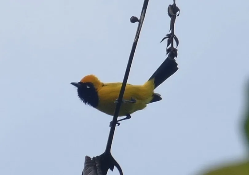 金王鹟(Carterornis chrysomela)