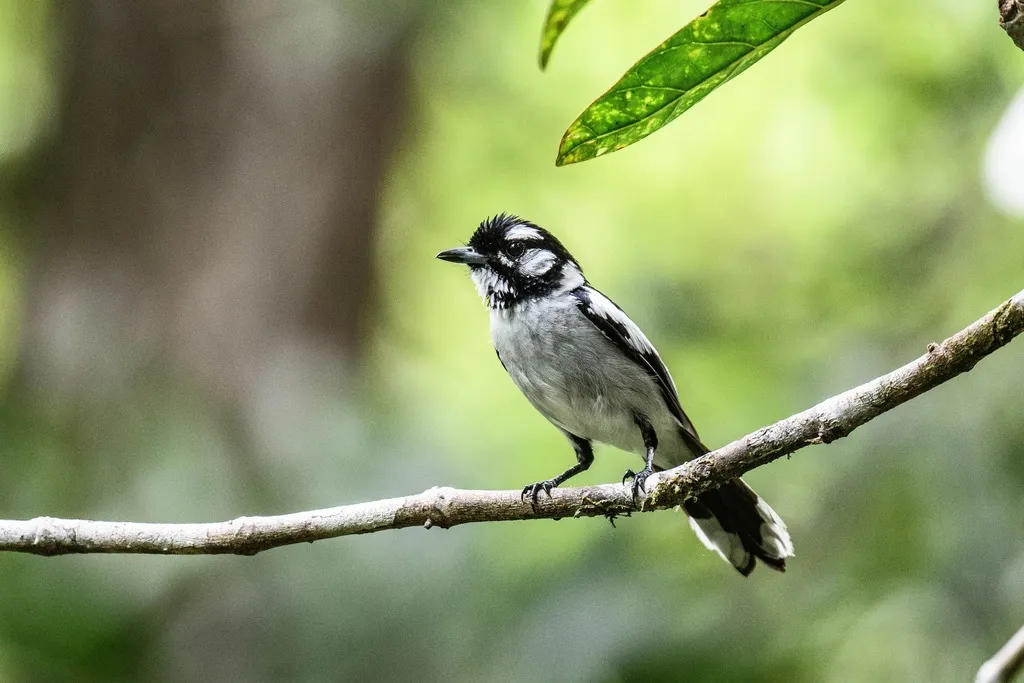 白耳王鹟(Carterornis leucotis)