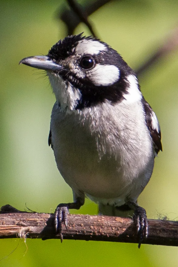 白枕王鹟(Carterornis pileatus)