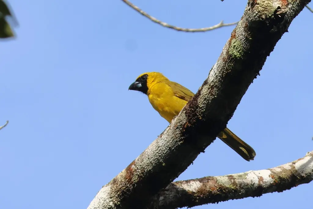 黄绿厚嘴雀(Caryothraustes canadensis)