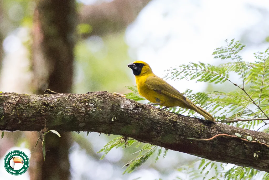 黄绿厚嘴雀(Caryothraustes canadensis)