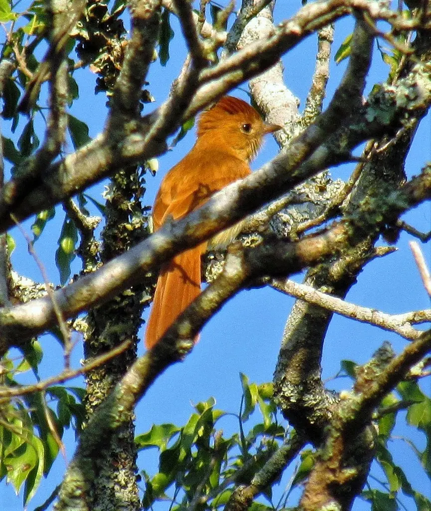 棕卡西霸鹟（Casiornis rufus）