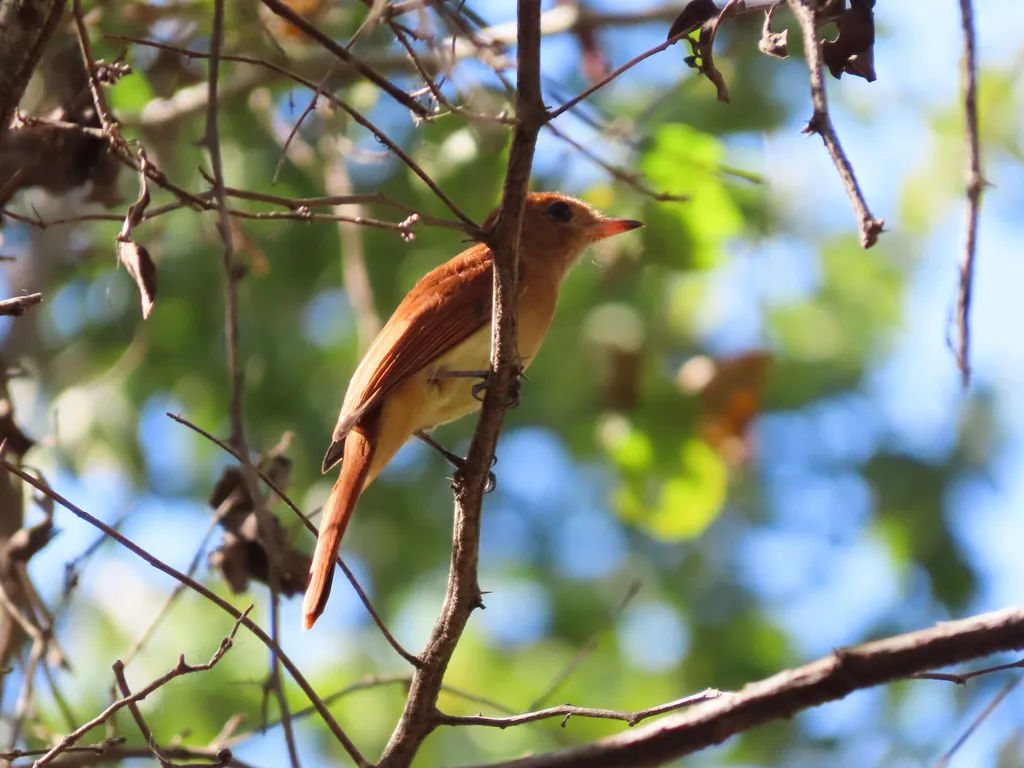 棕卡西霸鹟（Casiornis rufus）