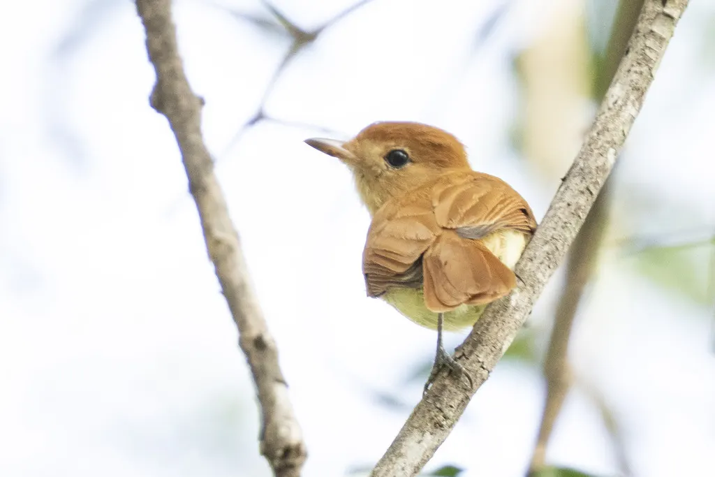 棕卡西霸鹟（Casiornis rufus）