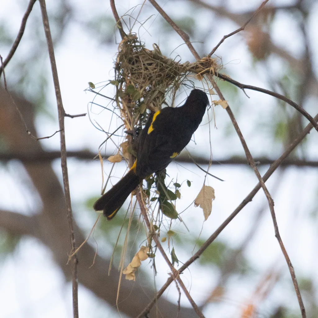黄翅酋长鹂(Cassiculus melanicterus)