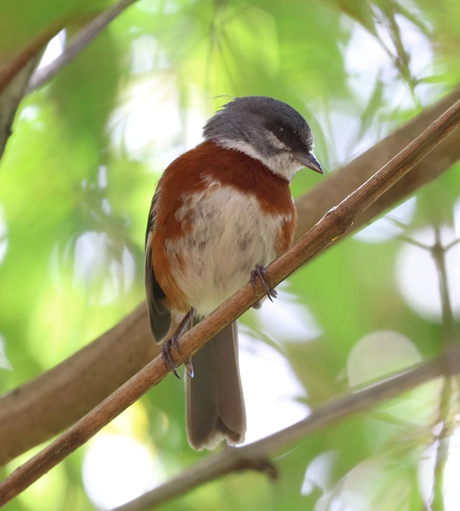 桂胸歌鹀(Castanozoster thoracicus)