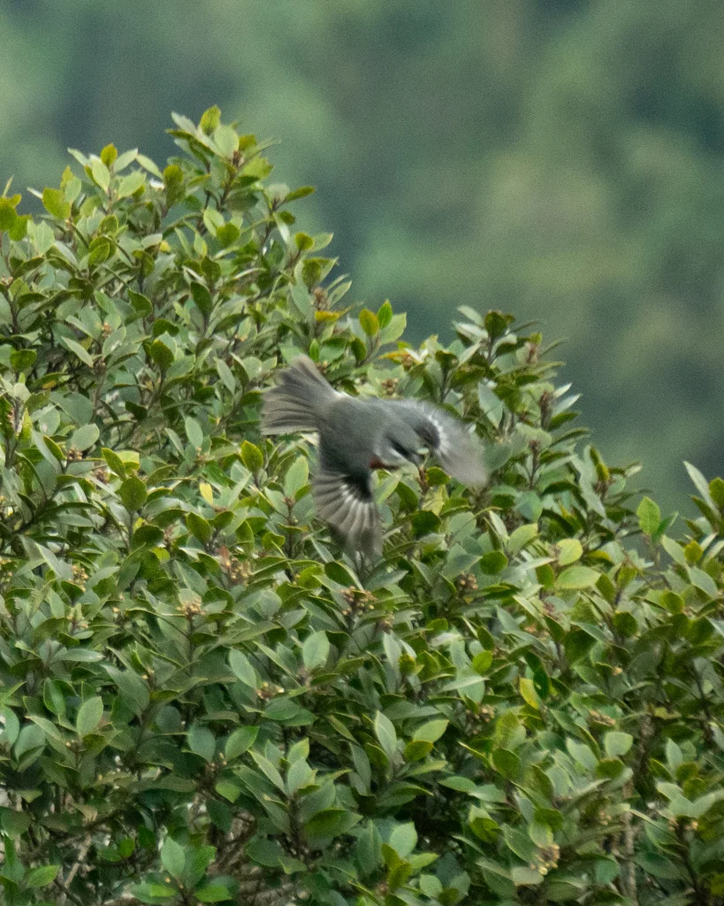 桂胸歌鹀(Castanozoster thoracicus)