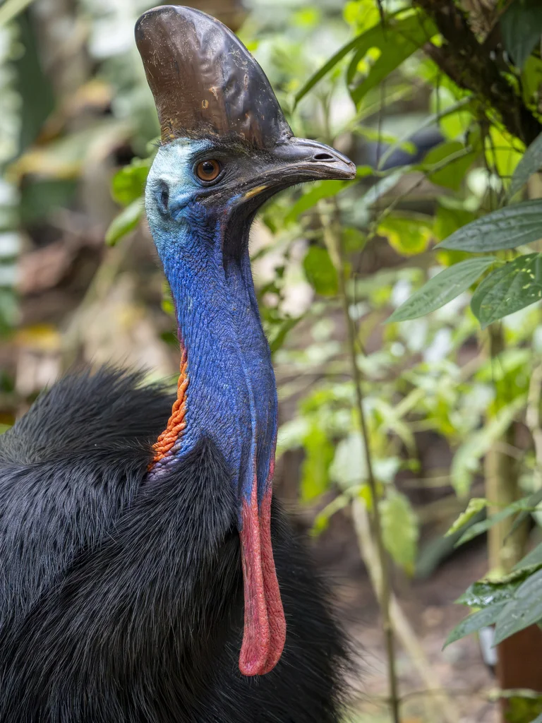 双垂鹤鸵(Casuarius casuarius)