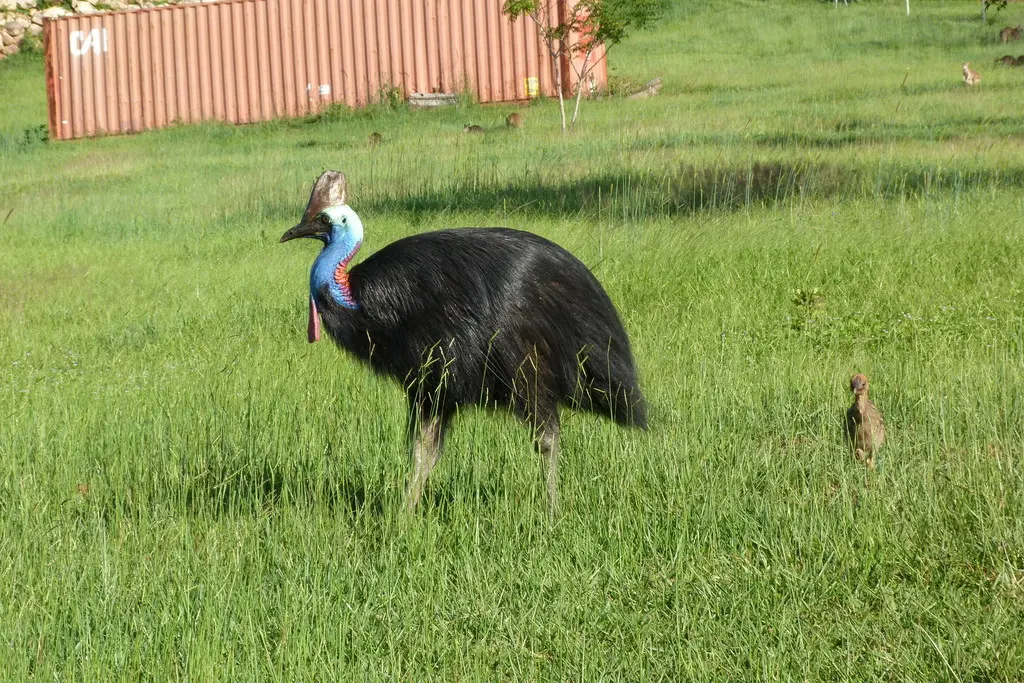 双垂鹤鸵(Casuarius casuarius)