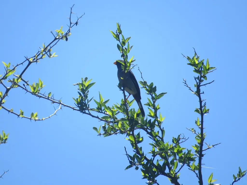 斑尾栗臀雀(Catamenia analis)