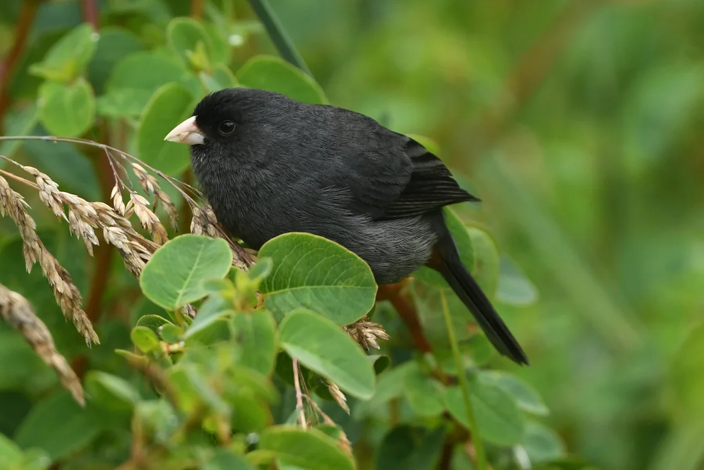 黄嘴栗臀雀(Catamenia homochroa)