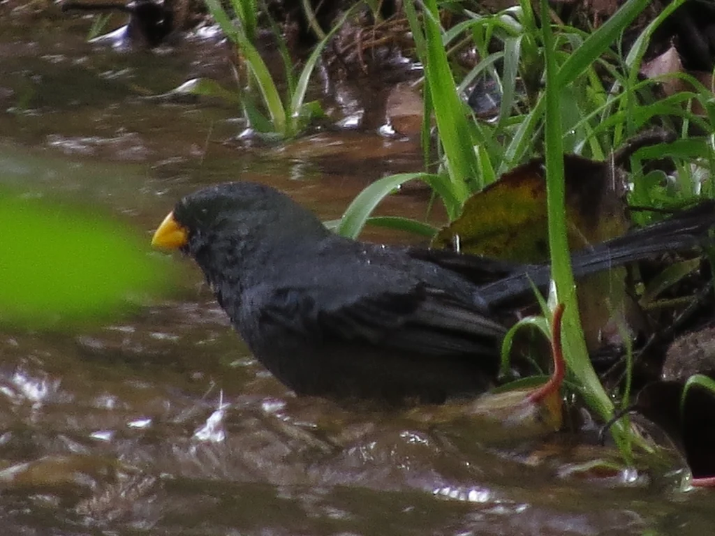 黄嘴栗臀雀(Catamenia homochroa)