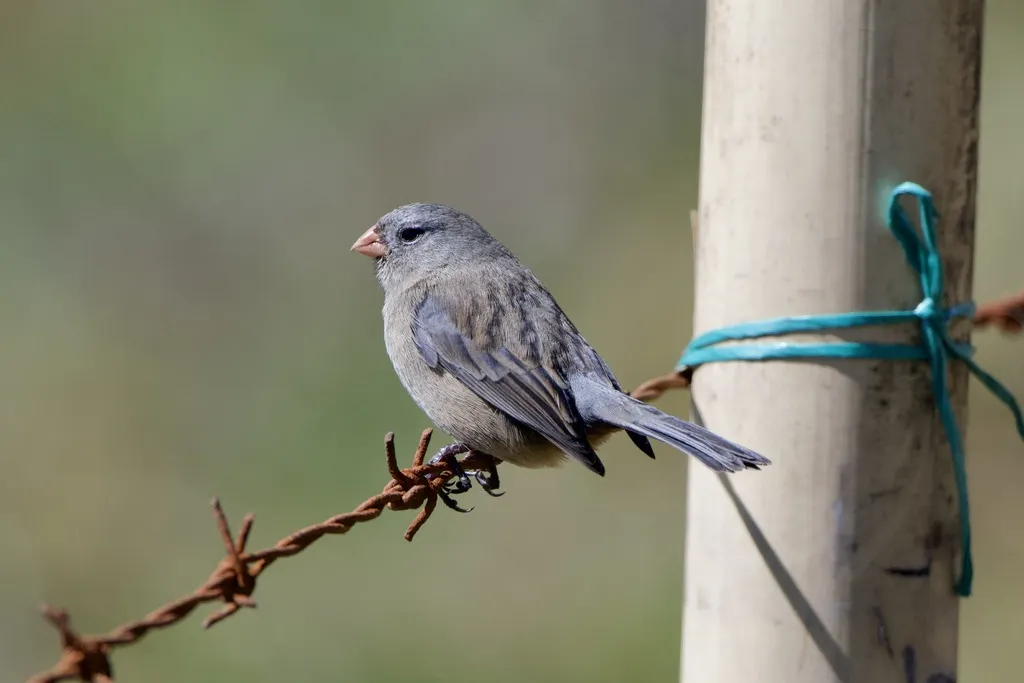 纯色栗臀雀（Catamenia inornata）