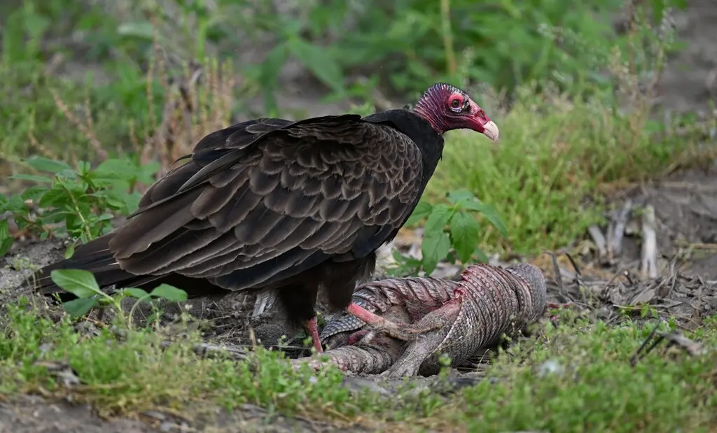 红头美洲鹫（Cathartes aura）