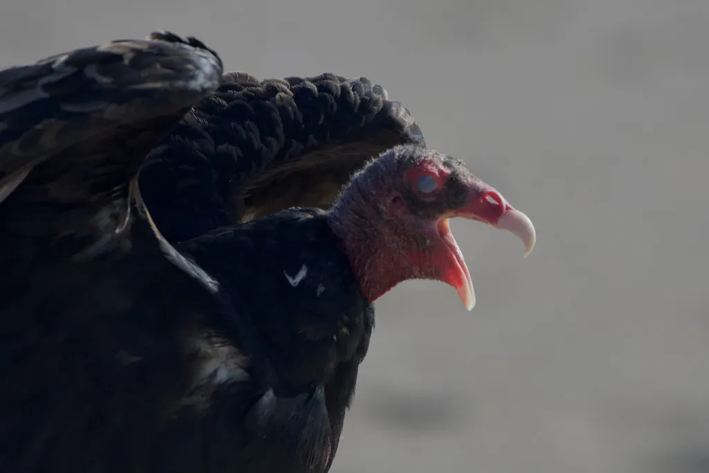 红头美洲鹫（Cathartes aura）