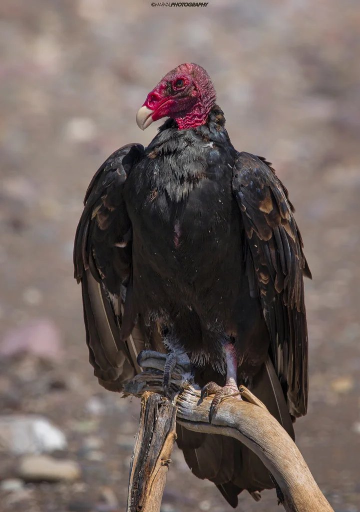 红头美洲鹫（Cathartes aura）