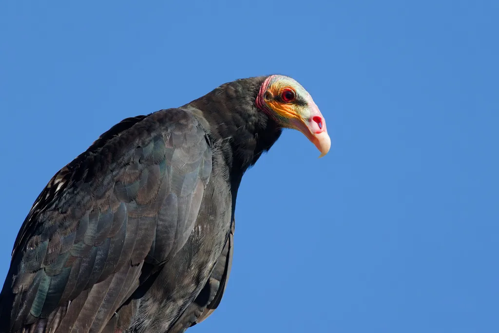 小黄头美洲鹫(Cathartes burrovianus)