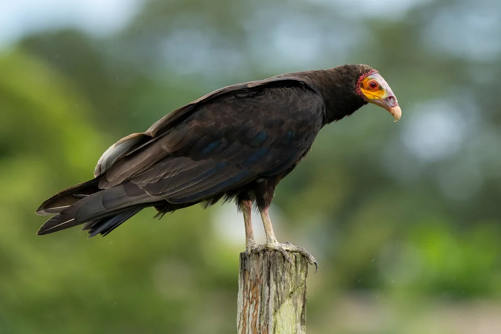 小黄头美洲鹫(Cathartes burrovianus)