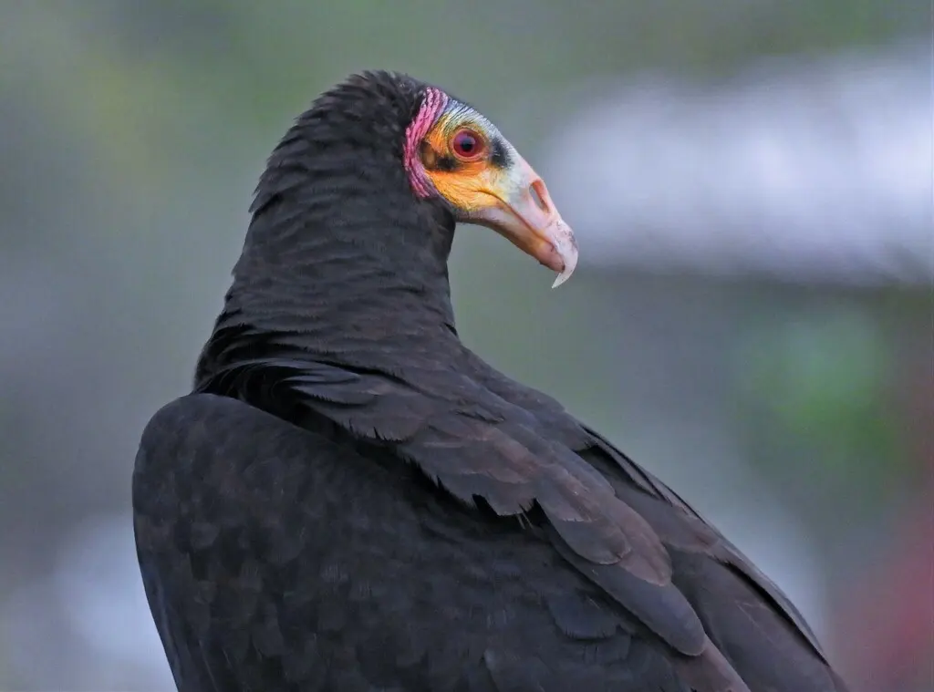 小黄头美洲鹫(Cathartes burrovianus)