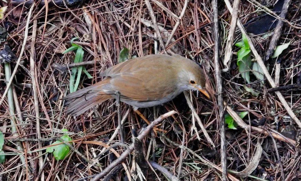 橙腹夜鸫（Catharus aurantiirostris）
