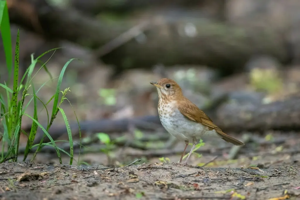 棕夜鸫(Catharus fuscescens)