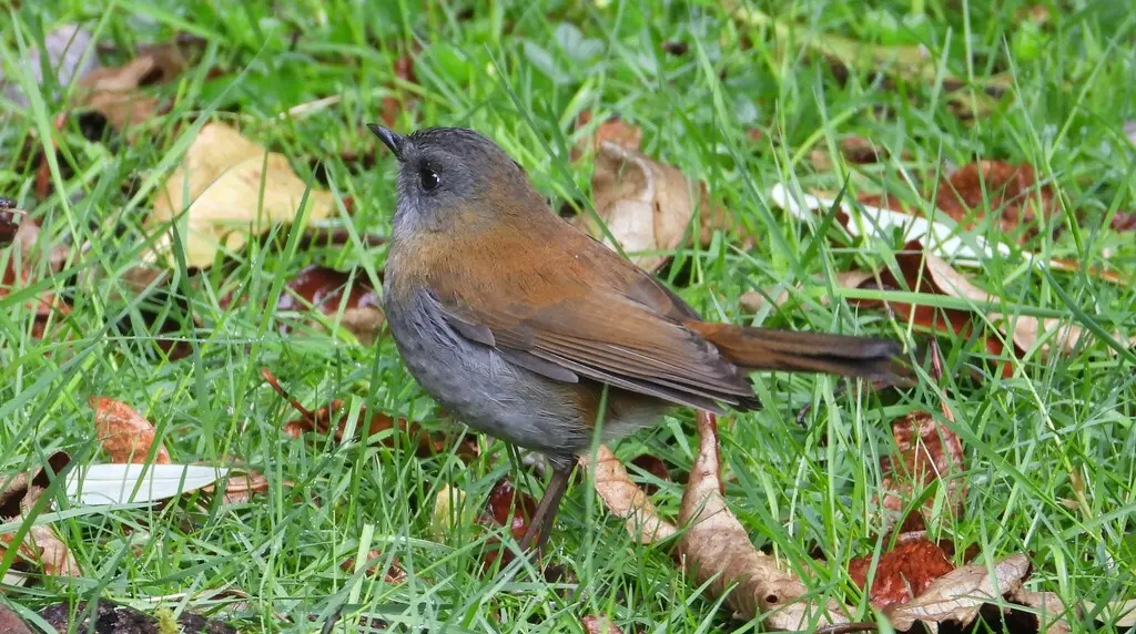 黑嘴夜鸫(Catharus gracilirostris)