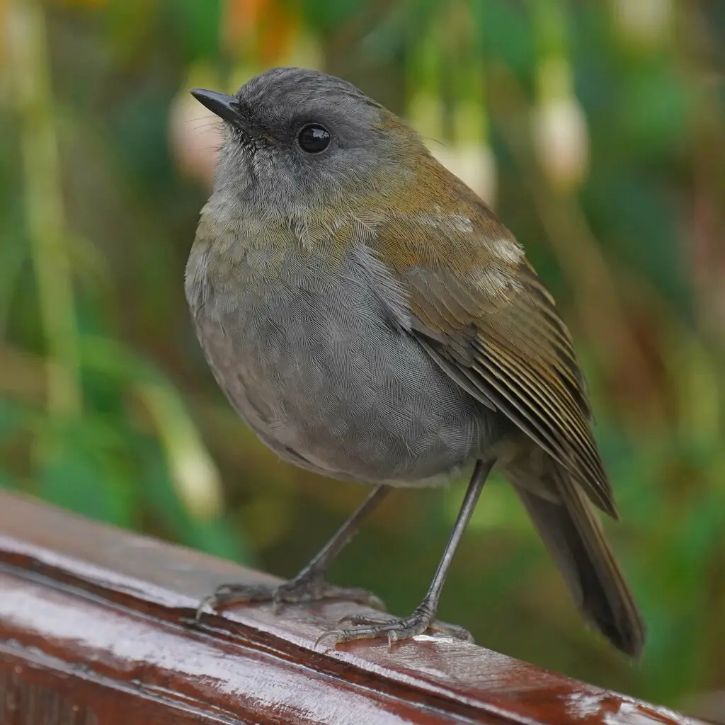 黑嘴夜鸫(Catharus gracilirostris)